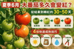 夏季6月大番茄多久會變紅？ compressed