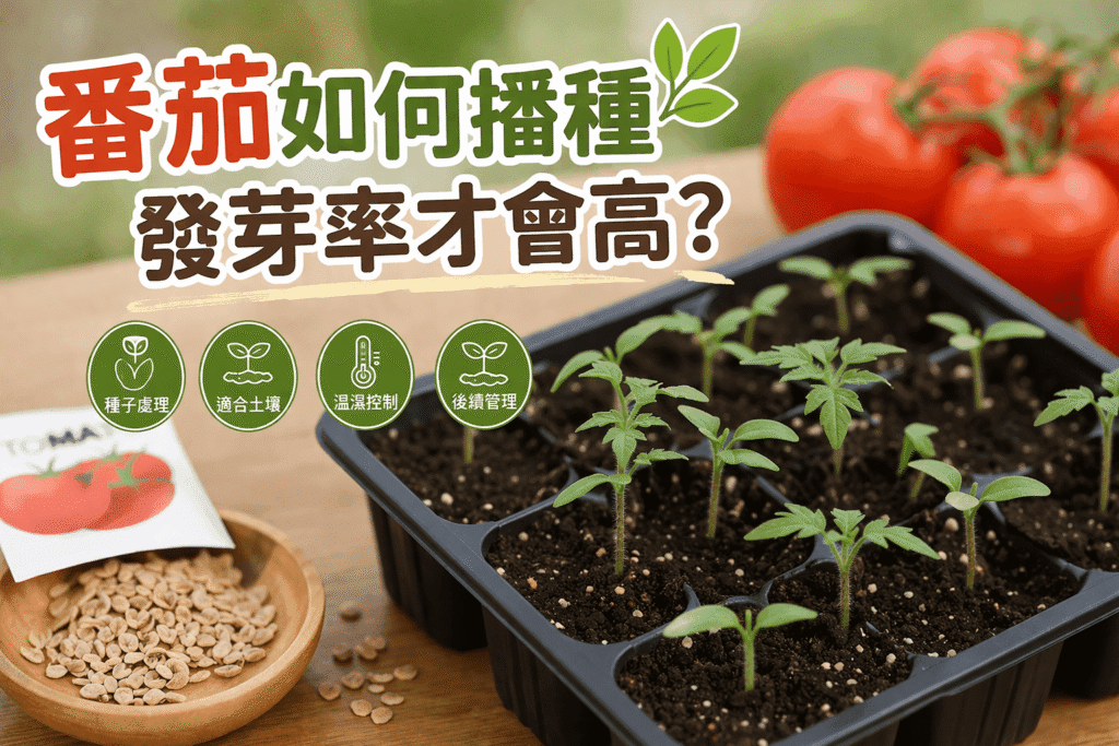 番茄如何播種發芽率才會高?新手必學4大關鍵技巧 番茄如何播種發芽率才會高? compressed compressed