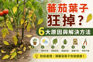 蕃茄葉子狂掉？6大原因與解決方法 compressed